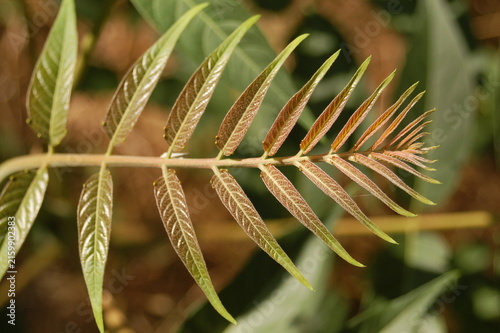 Foto New growth compound leaf shows delicate veining and warm coppery pigmentation