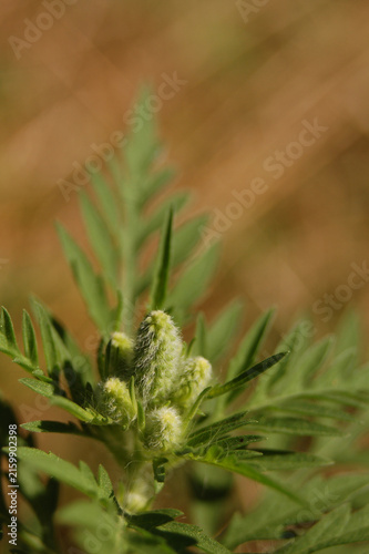 Foto Astragalus flower buds covered in soft white hairs emerge among slender green le