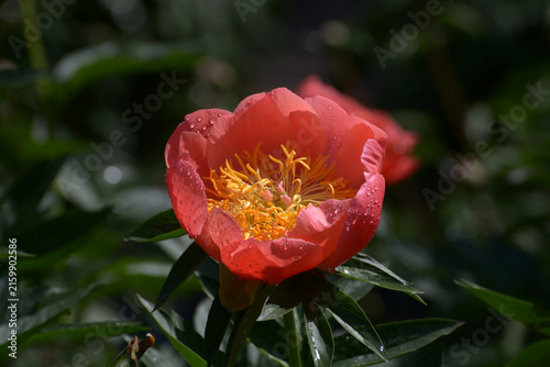 波の花　シャクヤク