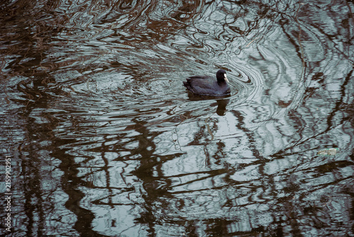 Canvastavla Distant view of Fulica atra swimming across grey mirrorlike water
