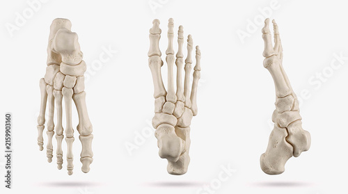 Human foot bones skeleton shown from three different angles, anatomical medical illustration of skeletal structure isolated on white background, educational science model for anatomy and healthcare 