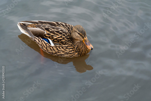 Fotografie Ornithological observation of mallard plumage and wing speculum