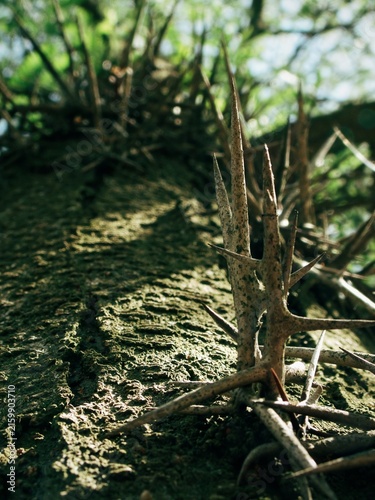 Fotografía Honey locust trunk covered with formidable branching thorns