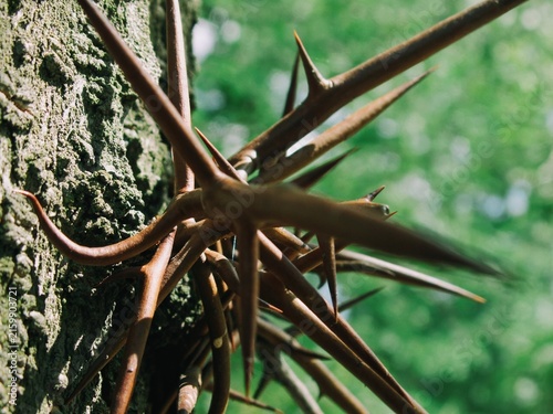 Konstfotografi Sharp branched thorns cluster densely on the bark of a honey locust tree
