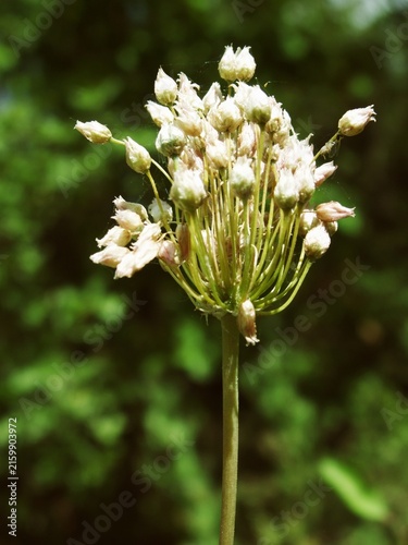 Fotografie Wild garlic flower cluster growing in sunny outdoor forest