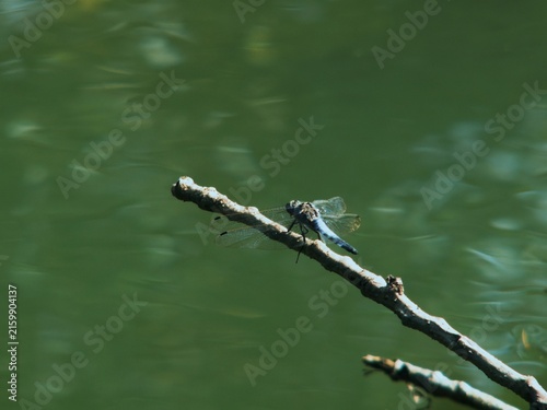 Fotografía Black-tailed skimmer dragonfly perches on a bare branch over water