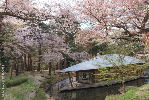 Cuadro en lienzo 丸森不動尊公園の天水舎と桜（宮城県丸森町）