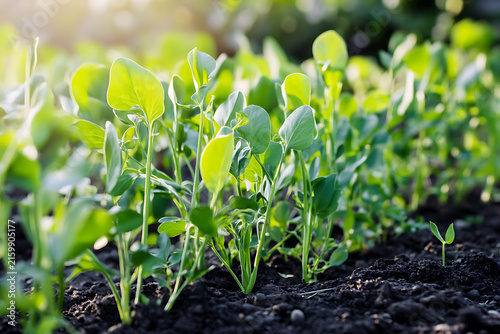 Young soybean plants growing in a field under natural sunlight.