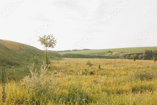 Scenic Green Field Landscape with Rolling Grassy Slopes and a Solitary Tree

