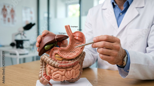 Doctor Explaining Digestive System Anatomy Model with Liver, Stomach, Intestines