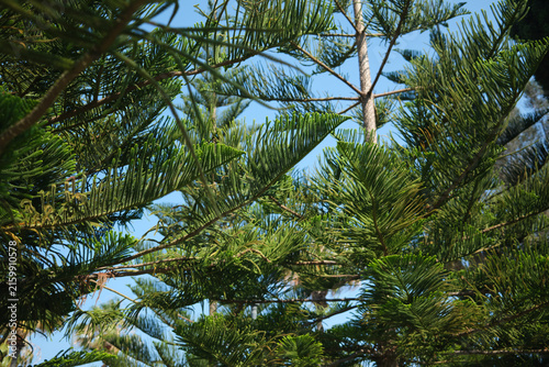 Canvastavla Green Norfolk Island pine branches against blue sky, pine foliage close up, gree
