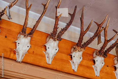 Canvastavla Several deer skulls with large antlers mounted in a row on a warm wooden wall di