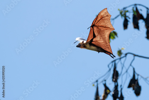 Bat in flight against clear blue sky, wings fully extended with visible vein structure, captured in dynamic head-on flight, texture and anatomy, capturing motion, wildlife behavior, wing structure