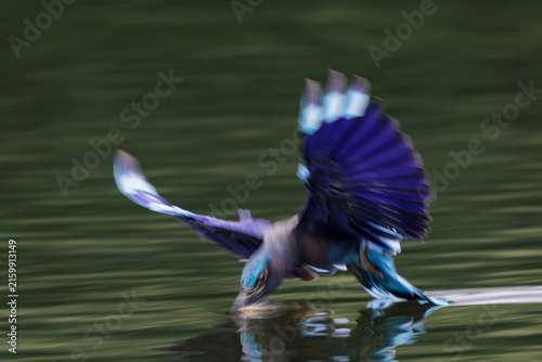 Indochinese Roller, Coracias affinis, catching prey in water in park, brightly colored bird with various shades of blue on wings, tails, and belly, slow shutter speed for dynamic movement