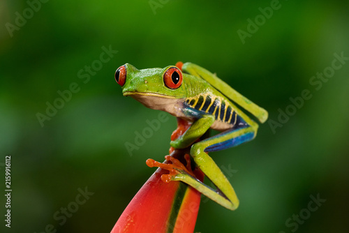 Red-eyed Tree Frog (Agalychnis callidryas) perched on a tropical plant in Costa Rica, showing its distinctive red eyes, green body and colorful blue and yellow markings.