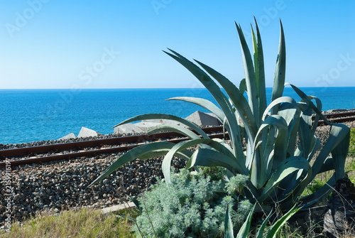Quadro su tela Pianta di agave selvatica lungo la ferrovia sul Mar Ionio a Palizzi