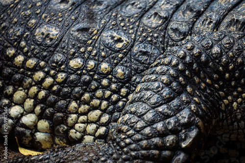 Extreme close-up of rugged crocodile skin and overlapping scales, showcasing natural reptile texture, protective armor, and intricate patterns for wildlife and design content.