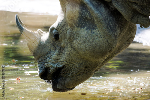 Detailed side portrait of a rhinoceros lowering its head to drink from water, highlighting its horn, textured skin, and powerful facial features in a zoo setting.