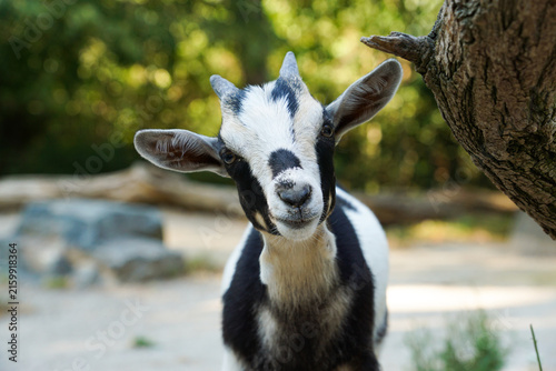Portrait of a young black and white domestic goat making direct eye contact, framed by a tree trunk and soft green background at Vienna Zoo.