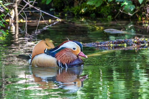 Canvastavla The mandarin duck, Aix galericulata at a lake in Munich, Germany