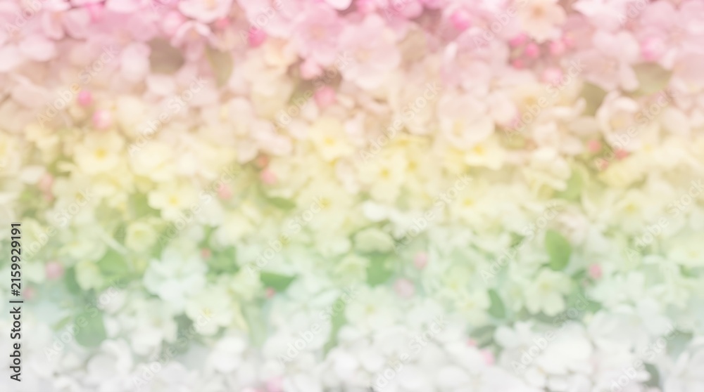 Obraz premium Soft spring floral blossom background with gentle gradient colors