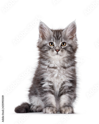 Adorable blue Maine Coon cat kitten, sitting up facing front. Looking towards camera. Isolated on a white background.