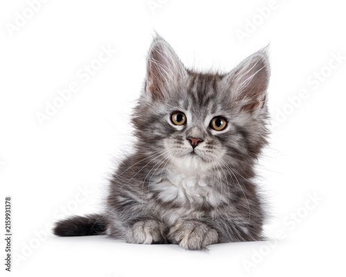 Adorable blue Maine Coon cat kitten, laying down facing front. Looking towards camera. Isolated on a white background.