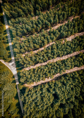 Drone Image Of A Pine Forest On Dartmoor