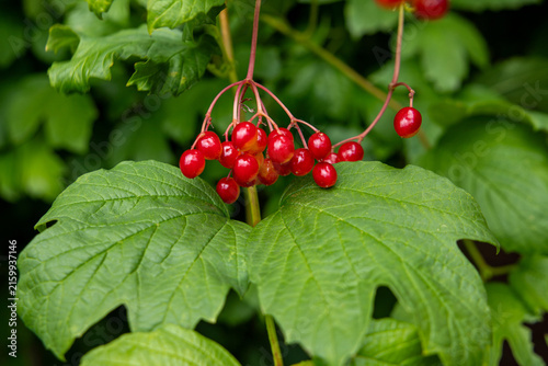 Red viburnum opulus berries hanging on branch with green leaves in autumn garden. Guelder rose close up. Organic herbal medicine, natural remedy and autumnal botanical background.