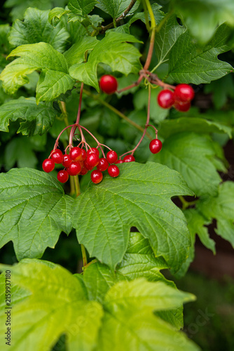 фотографія Red viburnum opulus berries hanging on branch with green leaves in autumn garden