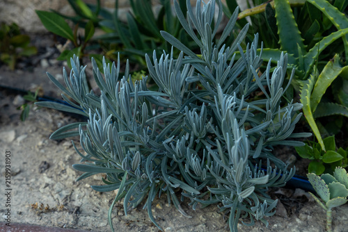 Fotografía Lush bush of broadleaf lavender with silver-green narrow leaves growing in open ground against background of other Mediterranean vegetation