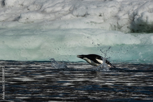 Chick king penguins at Volunteer Point, Falkland Islands