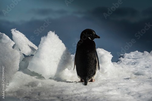 Chick king penguins at Volunteer Point, Falkland Islands