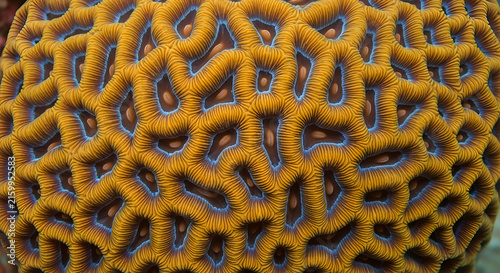 Close-up macro photography capturing the intricate geometric texture and vibrant golden orange patterns of an underwater brain coral reef surface