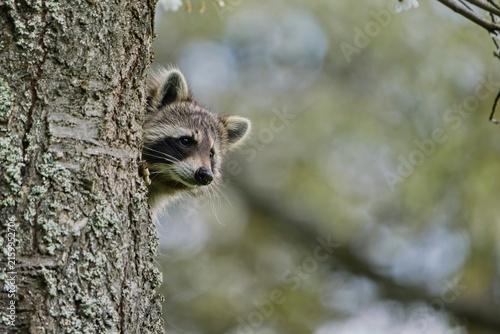 A northern raccoon peeks out from behind a tree trunk. A cute raccoon in the nature habitat. Procyon lotor