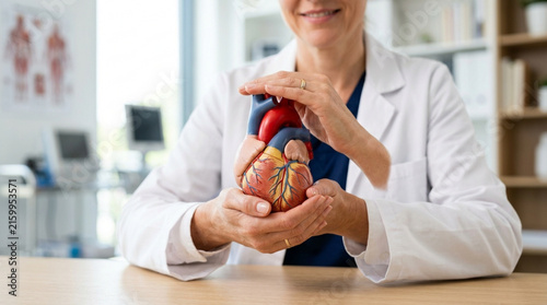 Doctor holding human heart model, healthcare concept, medical care, cardiology
