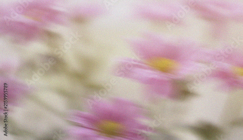 Soft Pink and White Daisy Flowers with Dreamy Artistic Blur Background