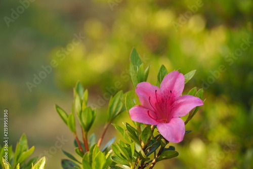 花　植物　公園　　Flowers in the park	