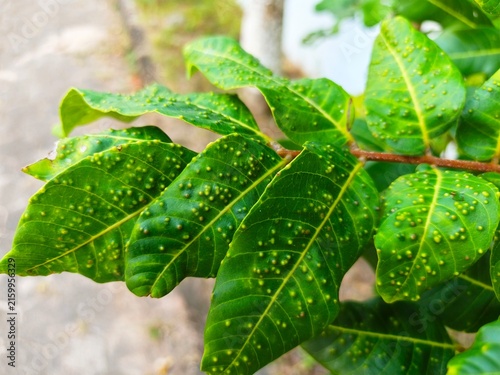 Foto Infected green plant leaves with leaf galls disease texture in bright outdoor su