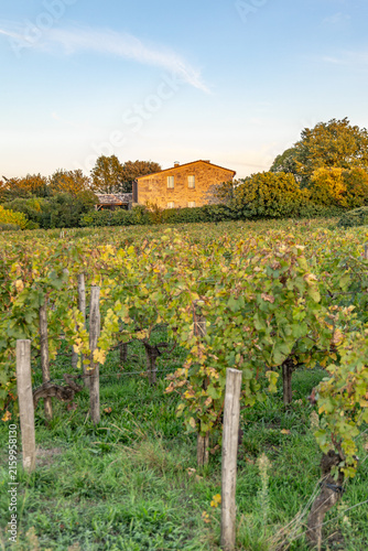 Bild auf Leinwand Saint Emilion Bordeaux France stone house in vineyard