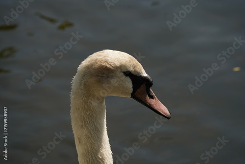 Close-up portrait of a white swan swimming on a calm dark lake, showcasing its elegant neck, feathers, and distinctive beak.