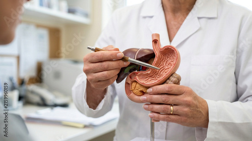 Doctor shows stomach model to patient, medical consultation, digestive health