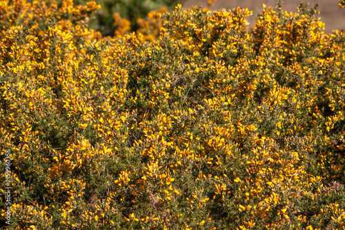 Ajoncs de Le Gall en fleurs dans la lande