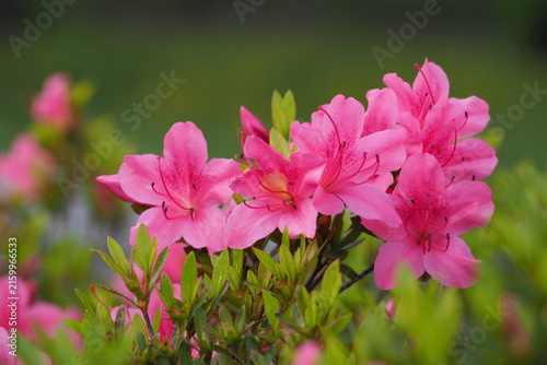 花　植物　公園　　Flowers in the park	