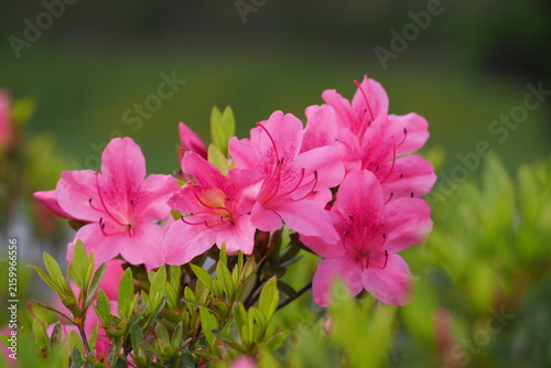 花　植物　公園　　Flowers in the park	