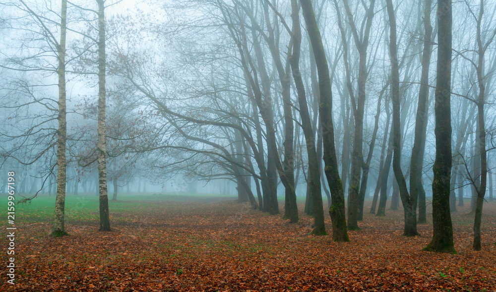 Naklejka premium Foggy autumn park landscape - birch trees and bare trunks standing among fallen leaves and green grass, mysterious November autumn background with Halloween atmosphere