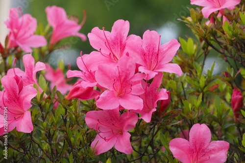 花　植物　公園　　Flowers in the park	
