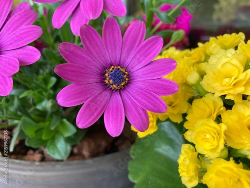 Kapmargerite blüht lila neben Kalanchoe in gelb