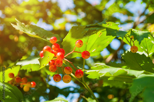 Bright red viburnum berries on leafy branch with warm sunlight, autumn nature background