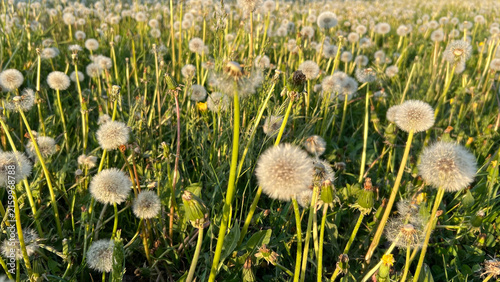 White Taraxacum officinale - dandelion seed heads in a sunlit meadow. Invasive weeds, wind dispersal, soil ecology, and pollinator habitat. wildflower ecology, soil health, and seed dispersal.